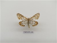 藏品(尺蛾104)的圖片